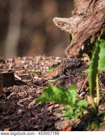 Lovely Close Up Image Of Dunnock Bird Prunella Modularis In Undergrowth In Woodland Landscape Settin