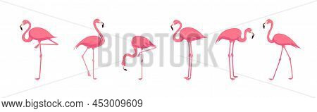 Set Of Lovely Pink Flamingo From Different Angles On White Background. Vector Beautiful Characters F