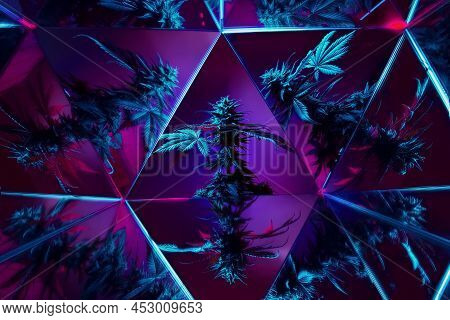 Cannabis Medical Marijuana Creative Modern Background. Art Photography Of Multicolored Marijuana Pla