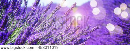 Lavender Field With Summer Blue Sky Close Up, France, Retro Toned, Web Bwnner Format