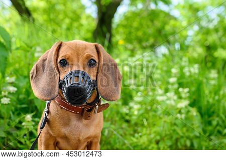 A Young Puppy Of A Dachshund Dog In A Plastic Muzzle And On A Leash Walks On The Street In Sunny Sum