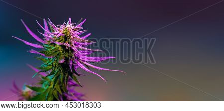 Cannabis Marijuana Plant Long Banner. Flowering Purple Cannabis On Dark Background. Bright Medical M