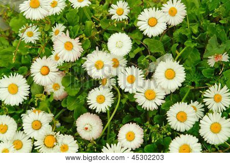 Camomiles
