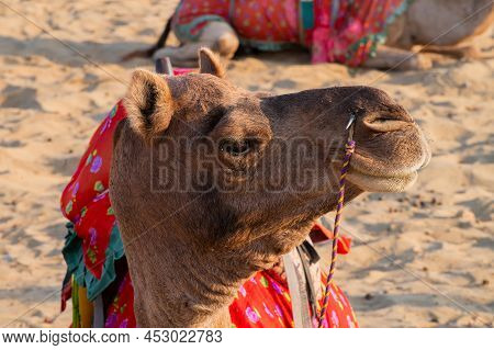 Portrait Of A Camel, Face While Waiting For Tourists For Camel Ride At Thar Desert, Rajasthan, India