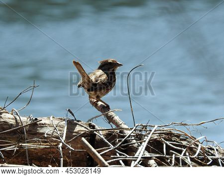 A Song Sparrow Perched On A Branch Along The Schuylkill River, Montgomery County, Pennsylvania.