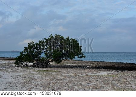 Wind Blown Watapana Tree Growing Above The Lava Rock On The Aruba Coast.