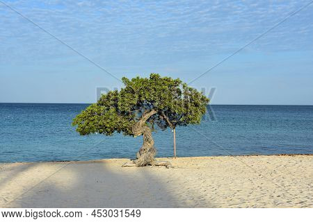 Classic Wind Blown Watapana Tree On Eagle Beach In Aruba.