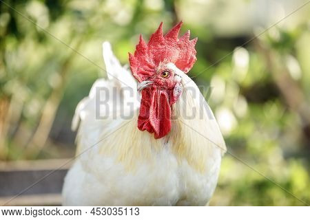 Bress Gallic Breed White Cock In A Green Nature Background. The Gallic Rooster Is An Unofficial Nati