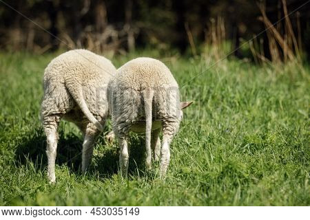 Two Young Lambs From The Back, Leaning Down And Eating Green Grass. The Photo Shows The Sheep's Fur 