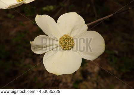 Pacific Dogwood (cornus Nuttallii) White Bracts In Sierra Nevada Mountain Range, California