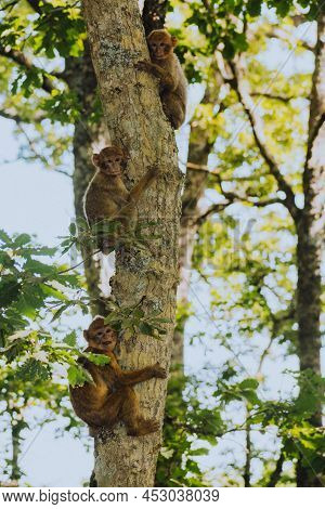 Vertical Close-up Shot Of Three Young Barbary Macaque (macaca Sylvanus)