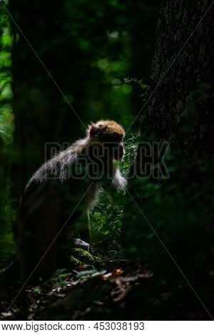 Close-up Shot Of Barbary Macaque (macaca Sylvanus)