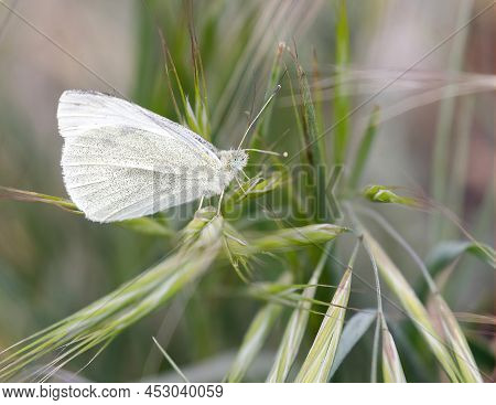 Margined White or Cabbage White butterfly perched on foxtail. Santa Clara County, California, USA.