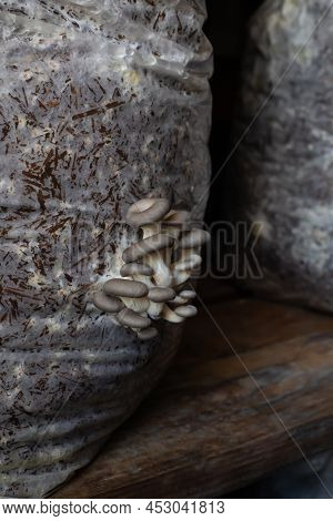Oyster Mushrooms Bunch Growing On Mycelium Bag On The Farm. Selective Focus.
