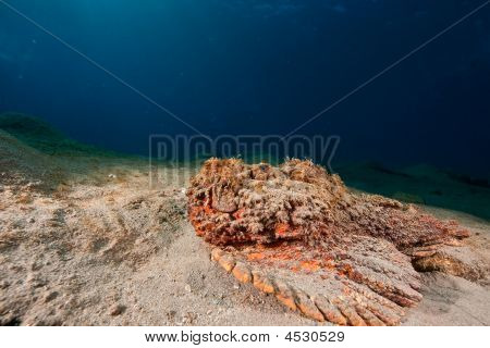 Stonefish