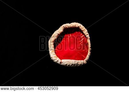 Sarcoscypha austriaca or Sarcoscypha coccinea isolated