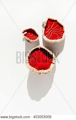 Sarcoscypha austriaca or Sarcoscypha coccinea isolated