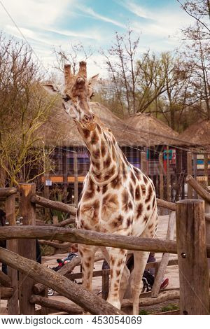 Pairi Daiza, Belgium - April 11, 2016: Giraffe In The Zoo Pairi Daiza And People Around