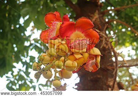 Closeup A Bunch Of Gorgeous Shorea Robusta Or Sal Flower Blossoming On The Tree