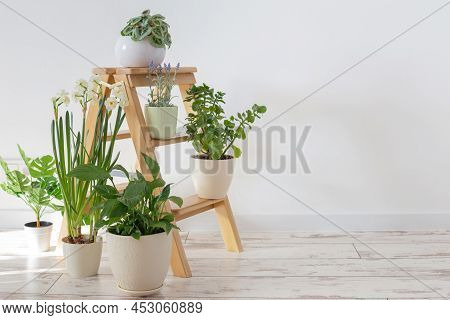 The House Plants On Wooden Ladder Indoor