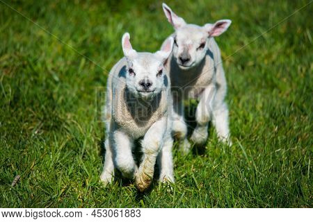 Breezand, Netherlands, March 2022. Newborn Lambs In The Meadow For The First Time.