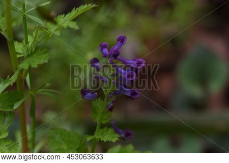 Fumewort (corydalis Insica) Flowers.papaveraceae Toxic Plants. It Grows Mainly In The Shade Of Trees