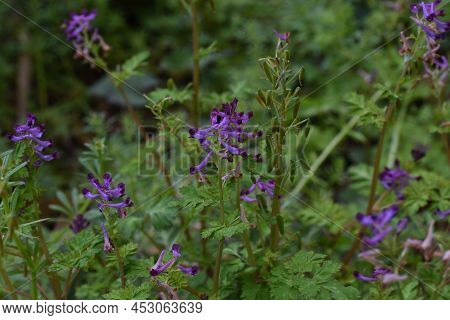 Fumewort (corydalis Insica) Flowers.papaveraceae Toxic Plants. It Grows Mainly In The Shade Of Trees