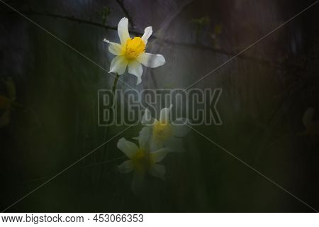 A Group Of Wild Daffodils In A Blurred Surrounding