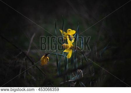 Wild Daffodils With A Blurred Background In Coppice