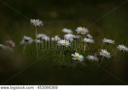 A Group Of Common Daisies On A Meadow With A Blurred Background