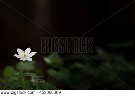 Isolated Wood Anemone With Green Leaves Against A Dark Blurred Background In The Forest