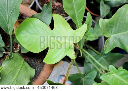 Philodendron Pedatum, Philodendron Or Araceae Plant  In The Garden