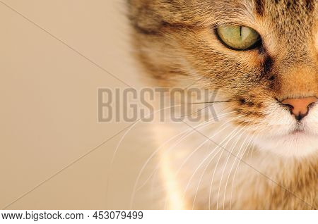 Tabby Young Cat With Green Eyes And Brown Fur Stares With A Gaze. Close-up Portrait Of A Domestic Gr