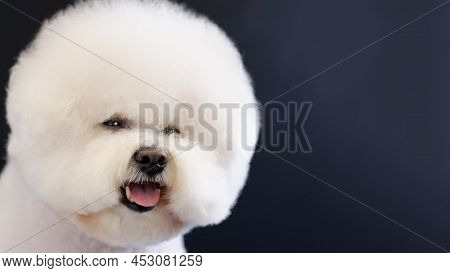 Portrait Of A White Bichon Frise Dog On A Black Background.