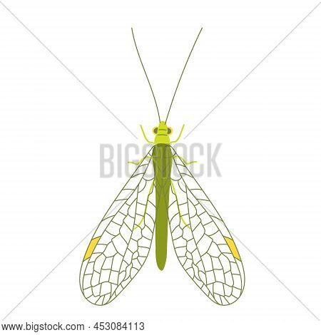 One Green Golden-eyed With Open Wings. Cute Unusual Insects. Flat Lay. Vector Illustration Isolated 