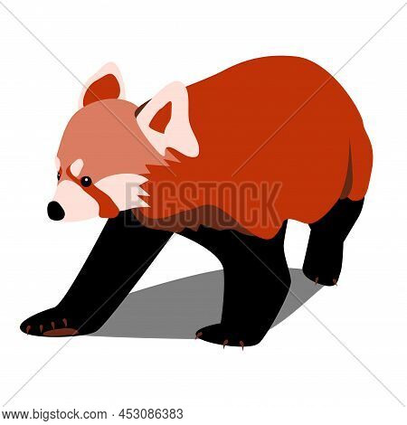 Red Panda Flat Color Front View Cute Bear Cat Walking Animal Book, Education Nature Element Vector I