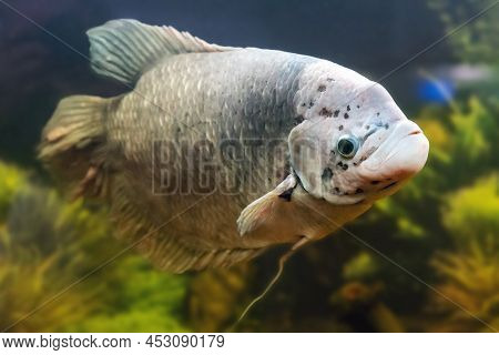 Giant Gourami Fish, Osphronemus Goramy Swims In An Aquarium.