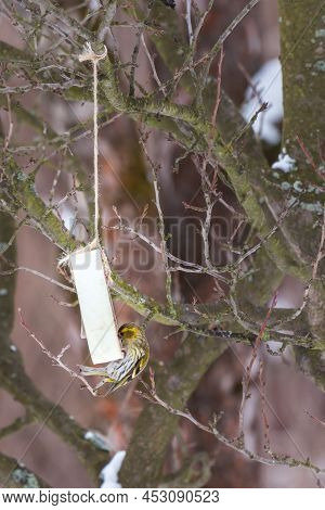 Eurasian Siskin Feeding On Seeds Hanging From A Tree Branch In A Donut-shaped Case. Little Colored B