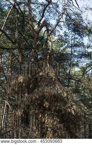 A Broken Branch Of A Pine Tree From A Strong Wind. A Hurricane In The Forest In The Spring And Summe