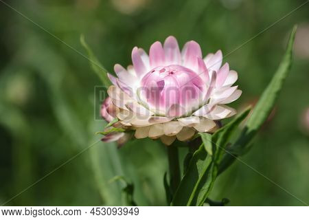 Pink Beautiful Helichrysum In Garden. Summer Flower Concept