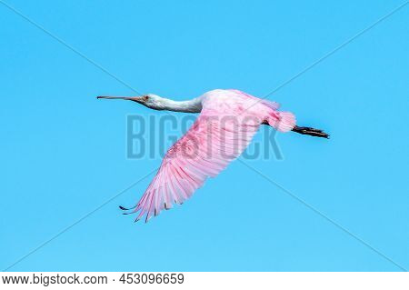 A Roseate Spoonbill In Flight Over Merrit Island National Wildlife Refuge.