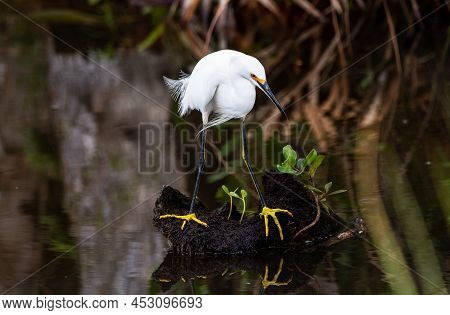 A Snowy Egret In A Salt Marsh At Merrit Island National Wildlife Refuge.