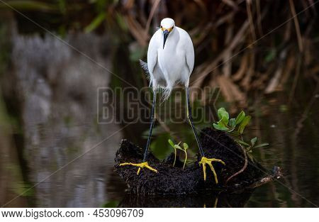 A Snowy Egret In A Salt Marsh On Merrit Island National Wildlife Refuge.