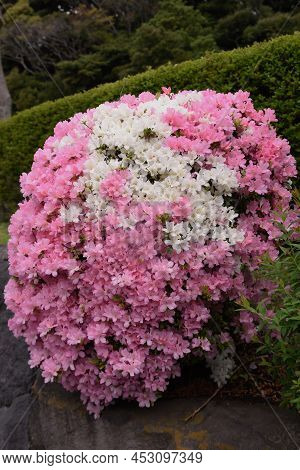 Apanese Kurume Azalea (rhododendron Obtusum) Flowers. The Characteristic Of This Flowering Tree Is T