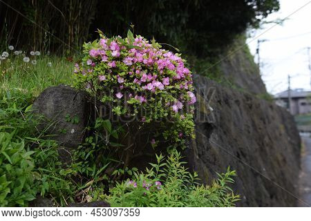 Apanese Kurume Azalea (rhododendron Obtusum) Flowers. The Characteristic Of This Flowering Tree Is T