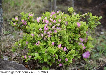 Apanese Kurume Azalea (rhododendron Obtusum) Flowers. The Characteristic Of This Flowering Tree Is T