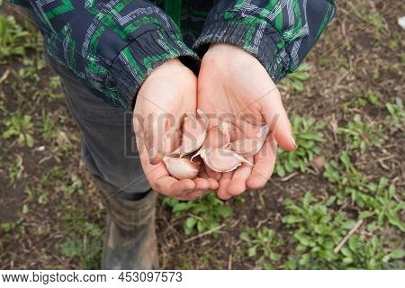 Child Holding In Palms Of Several Cloves Of Garlic For Planting In Vegetable Garden. Time For Spring