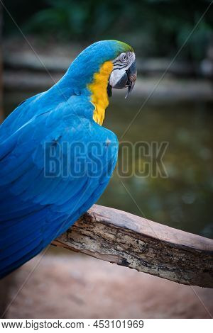 Photo Of The Arara Bird At Foz Do Iguaçu