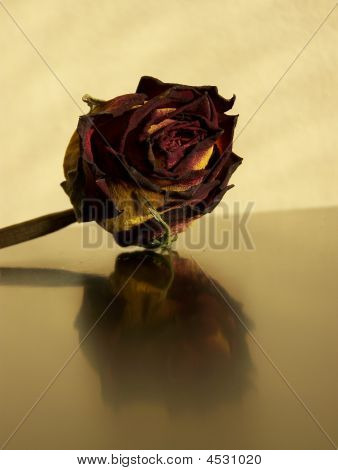 Kuivettuneita Rose