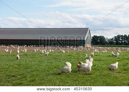 生物学的鶏の農業景観